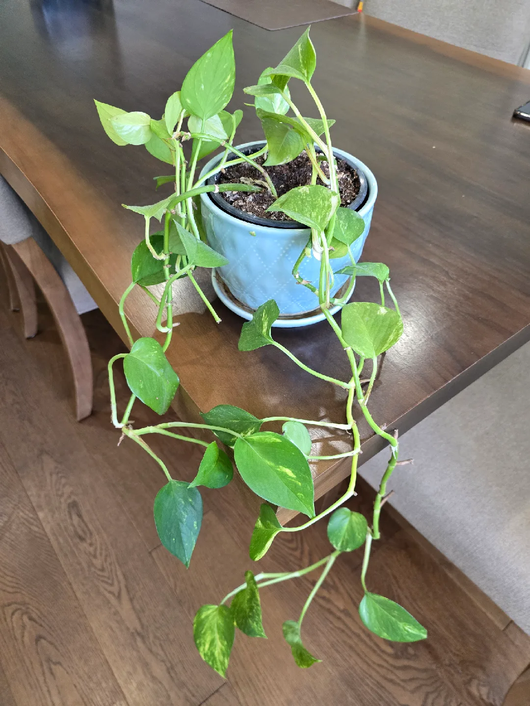 Golden pothos thumbnail