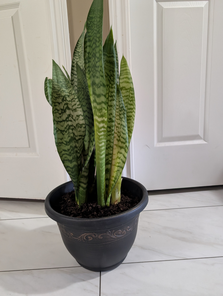 Snake Plant in Black Pot