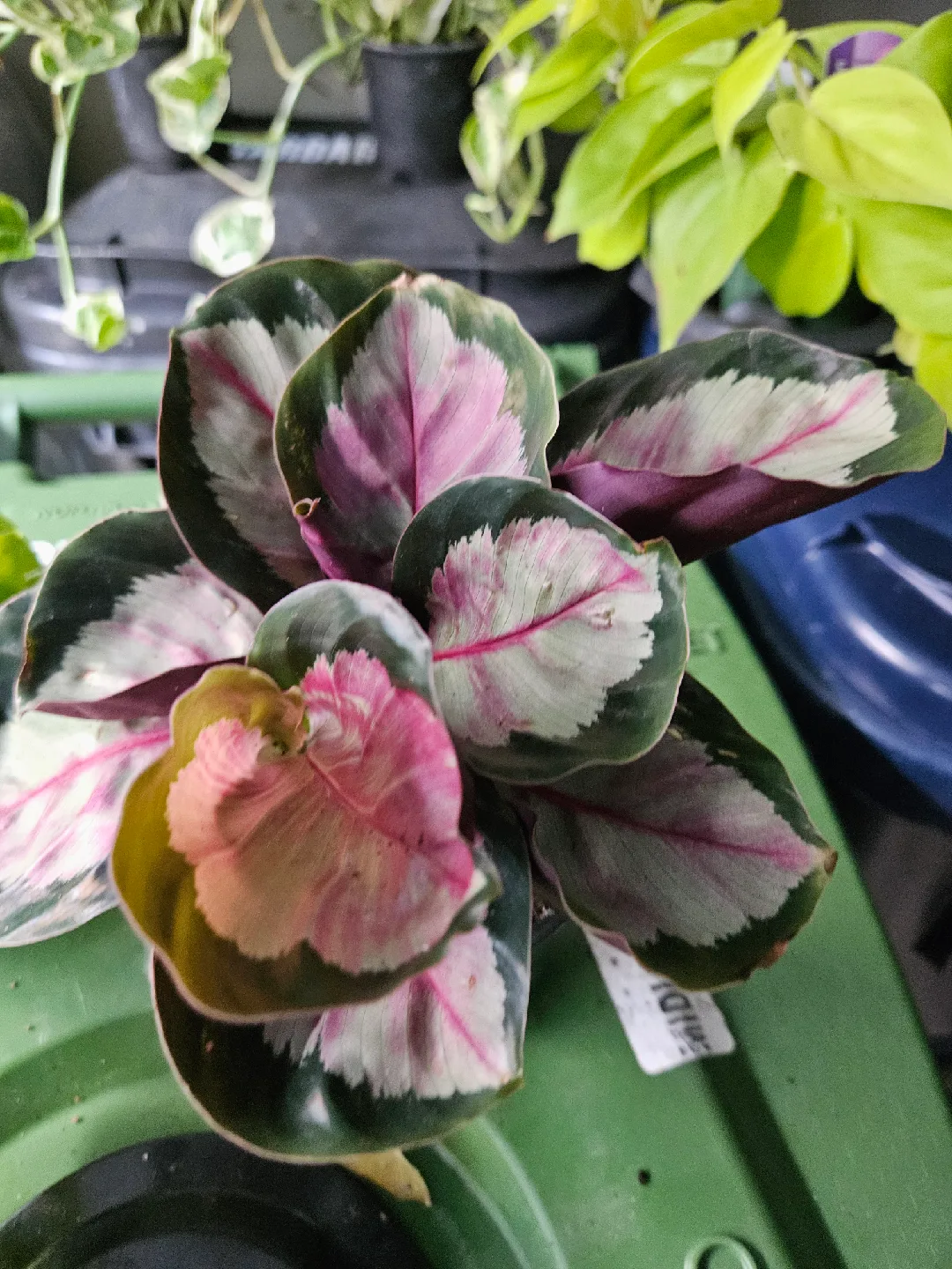 🥕Calathea Ornata Pinstripe Plant🥕 image indicator(5)
