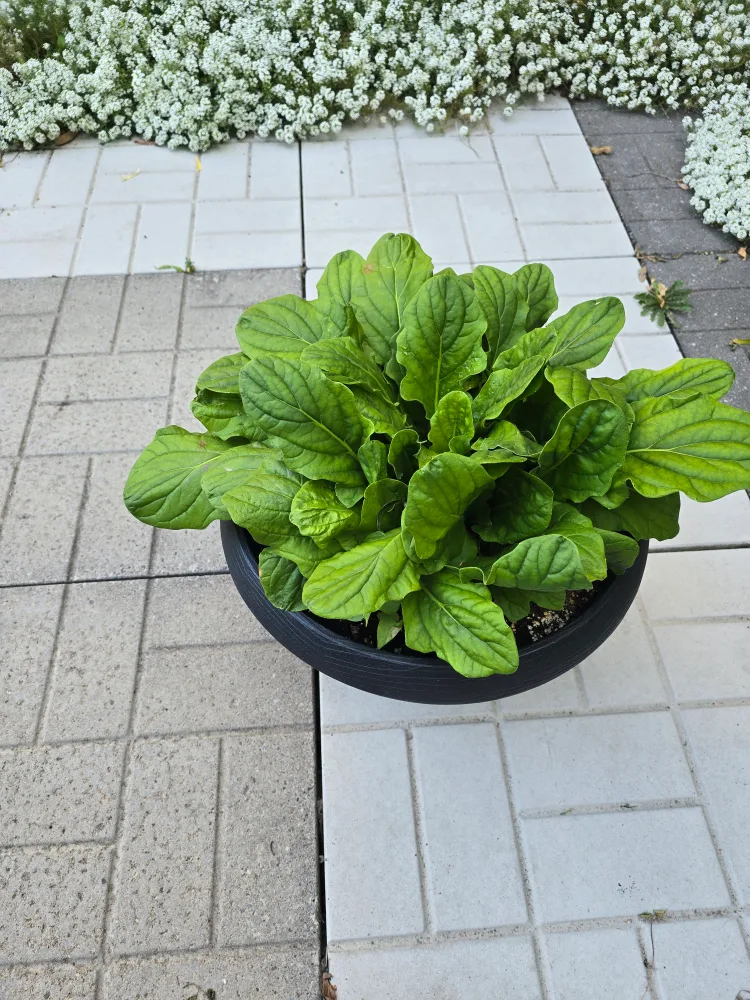 Gerbera plant thumbnail