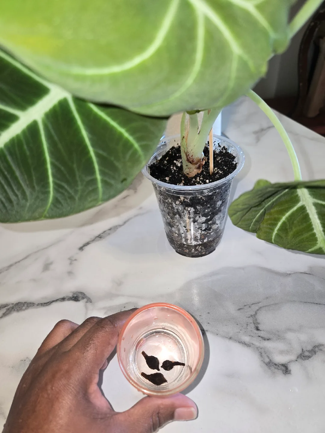 Alocasia Black Velvet Plant + Corms✨️🌿 image indicator(5)