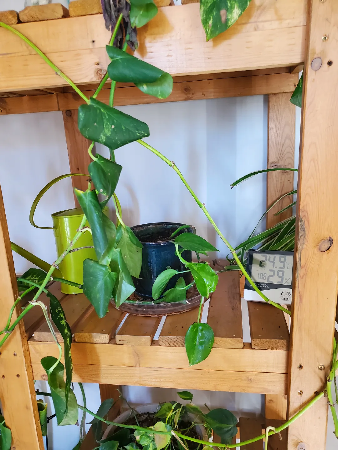 Various plants thumbnail