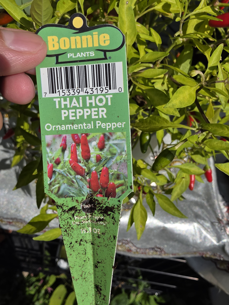Bonnie Plants Thai Hot Pepper Ornamental🥕