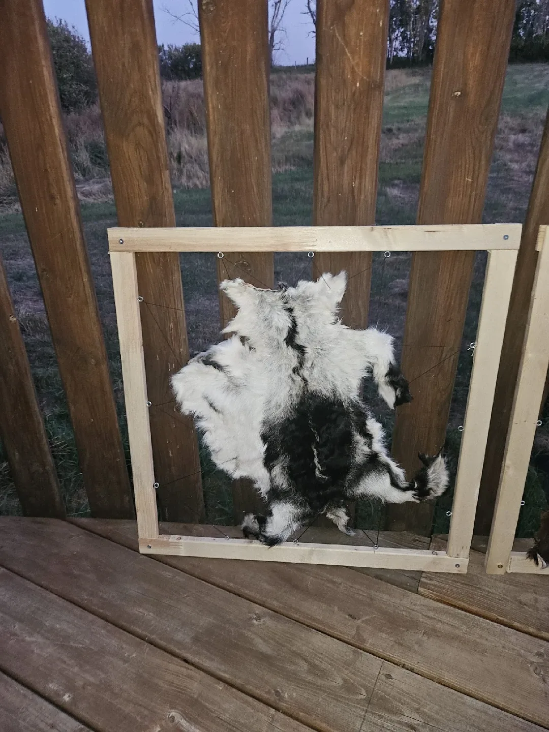 🖼️🐐Framed Goat Skin Decoration Hand-Made image indicator(2)