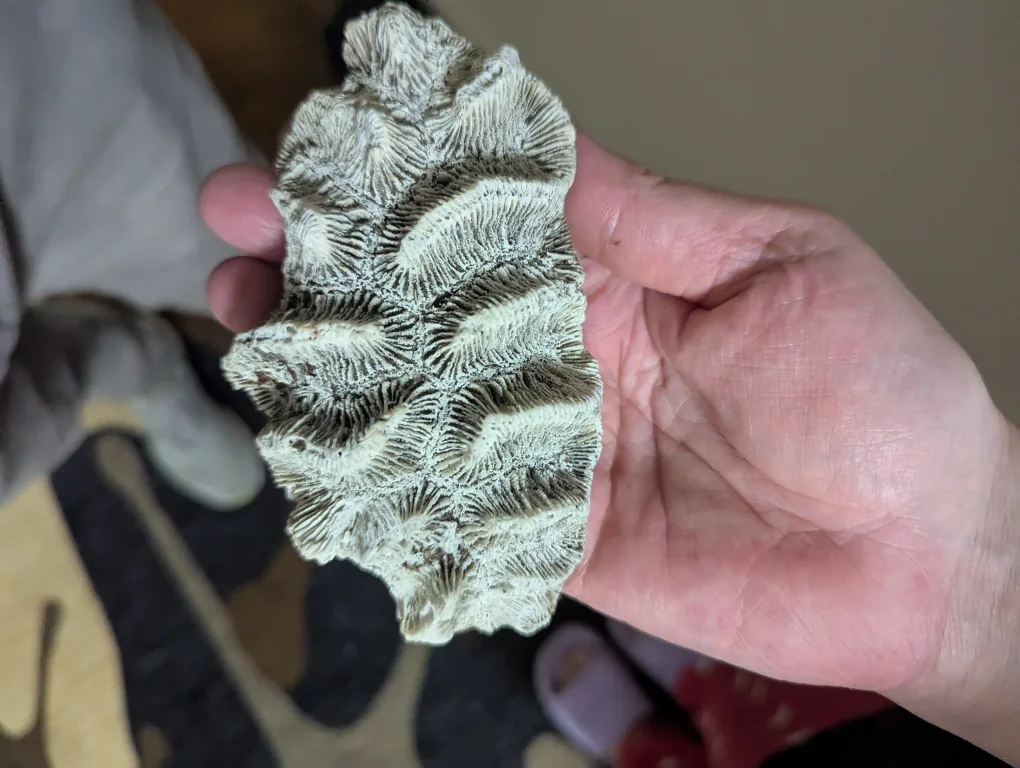 coral stone image indicator(2)