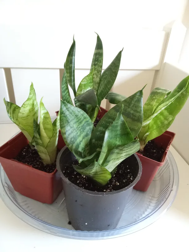 Sansevieria Snake Birdnest Plant thumbnail