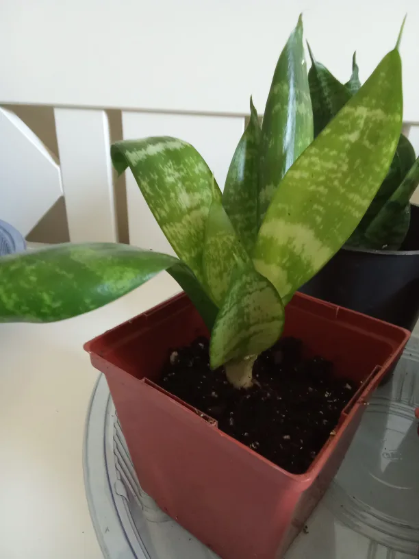 Sansevieria Snake Birdnest Plant image indicator(4)