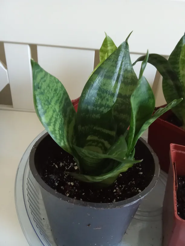 Sansevieria Snake Birdnest Plant image indicator(5)