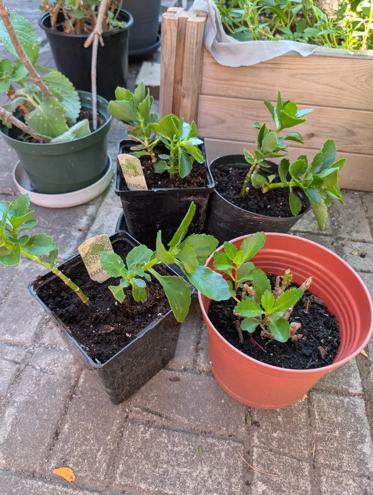assorted potted kalanchoe plants thumbnail