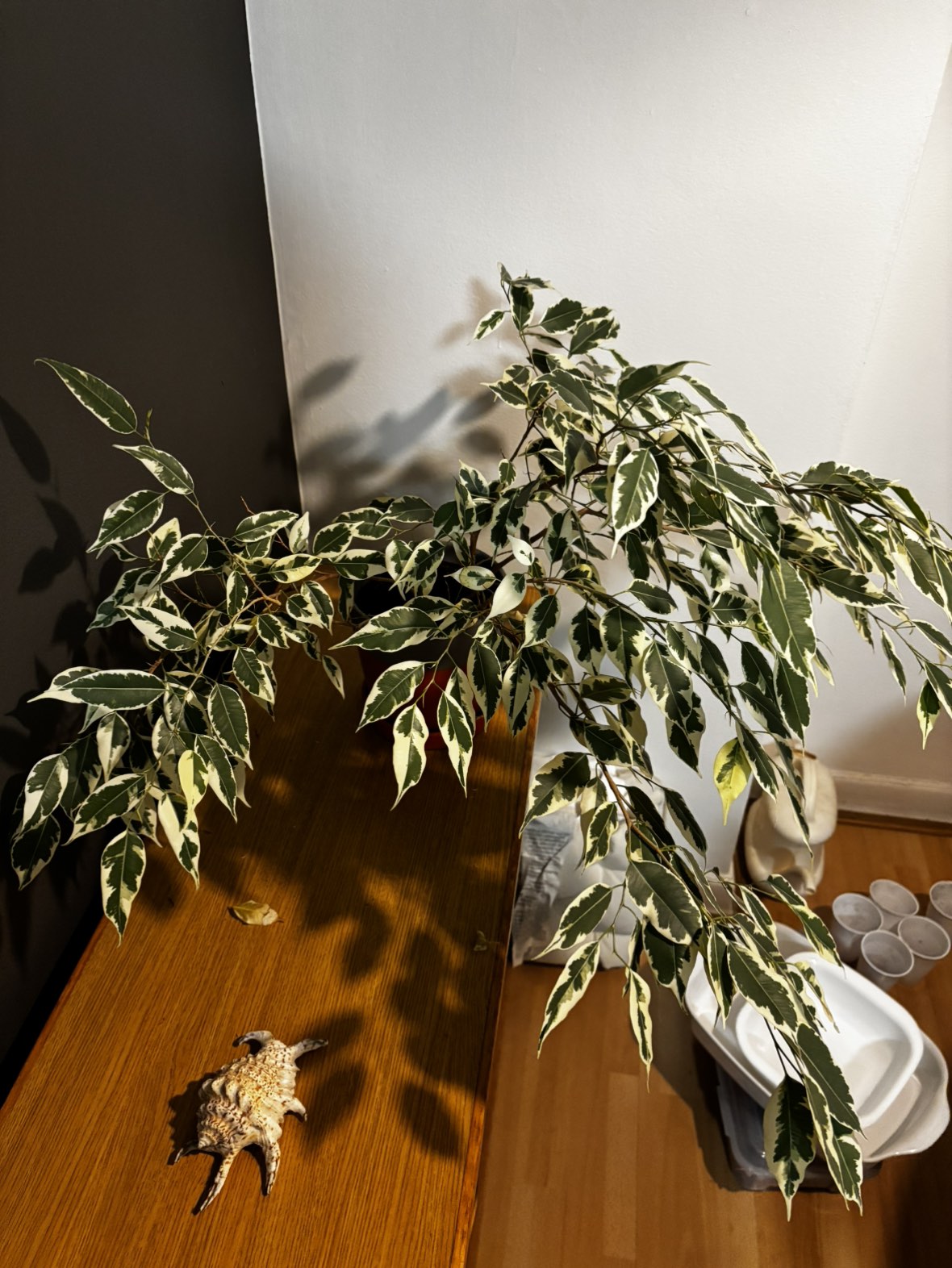 Ficus Benjamina (weeping fig) - photo 3