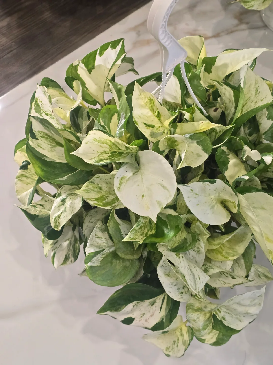 manjula pothos 8"hanging baskets thumbnail