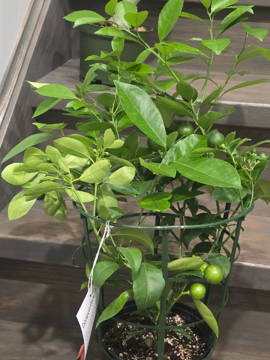 calamondin orange tree image indicator(3)