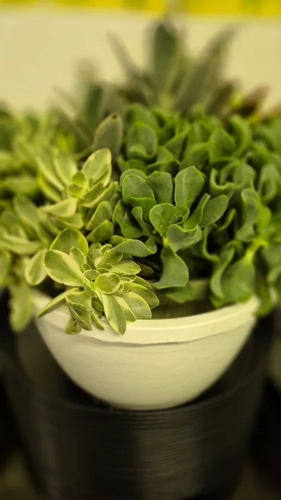 low maintenance Succulent Arrangement image indicator(3)