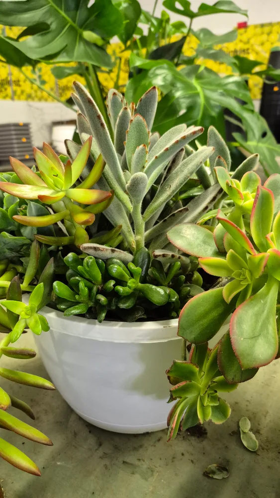 low maintenance Succulent Arrangement image indicator(6)