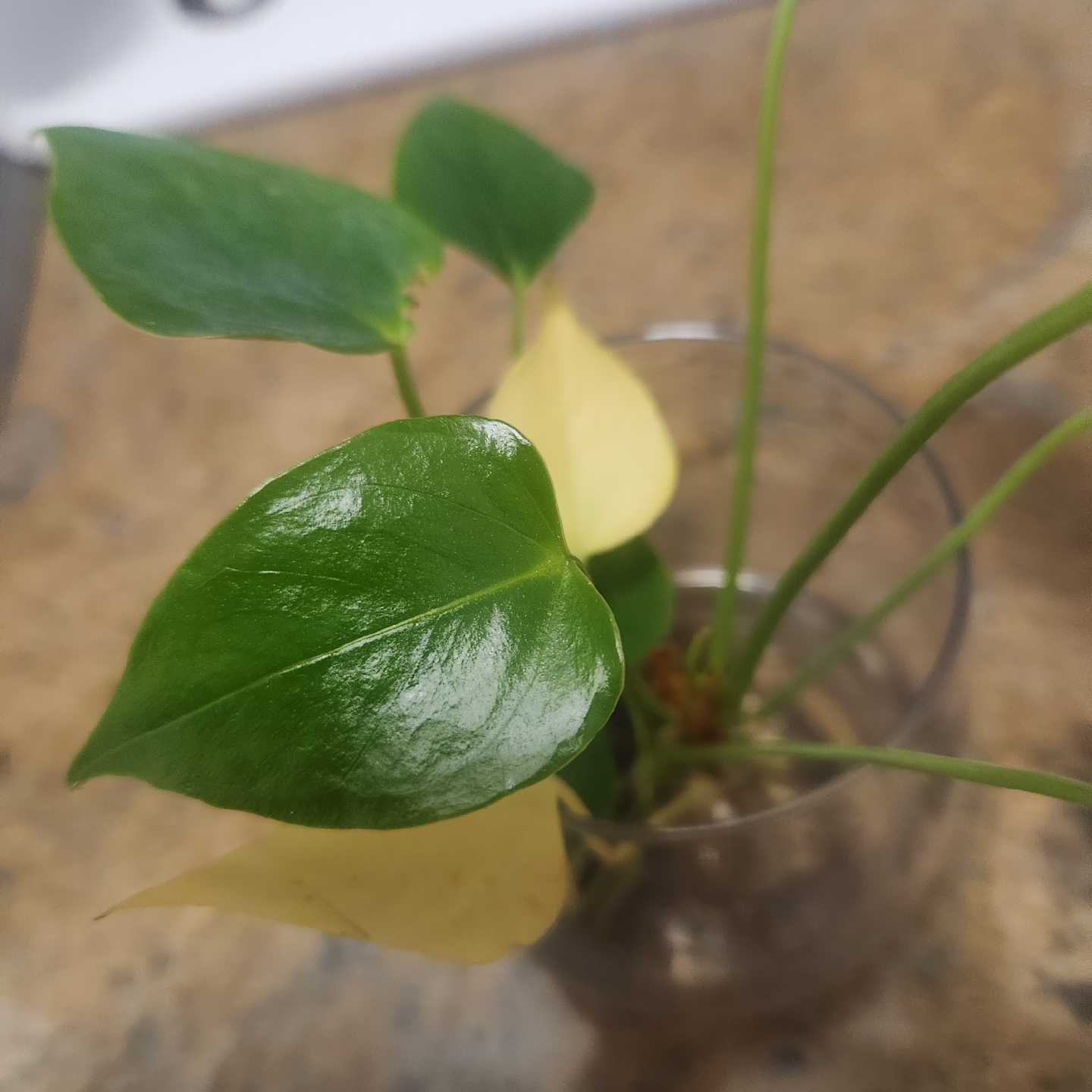 🥕 Potted Anthurium Plant - photo 2