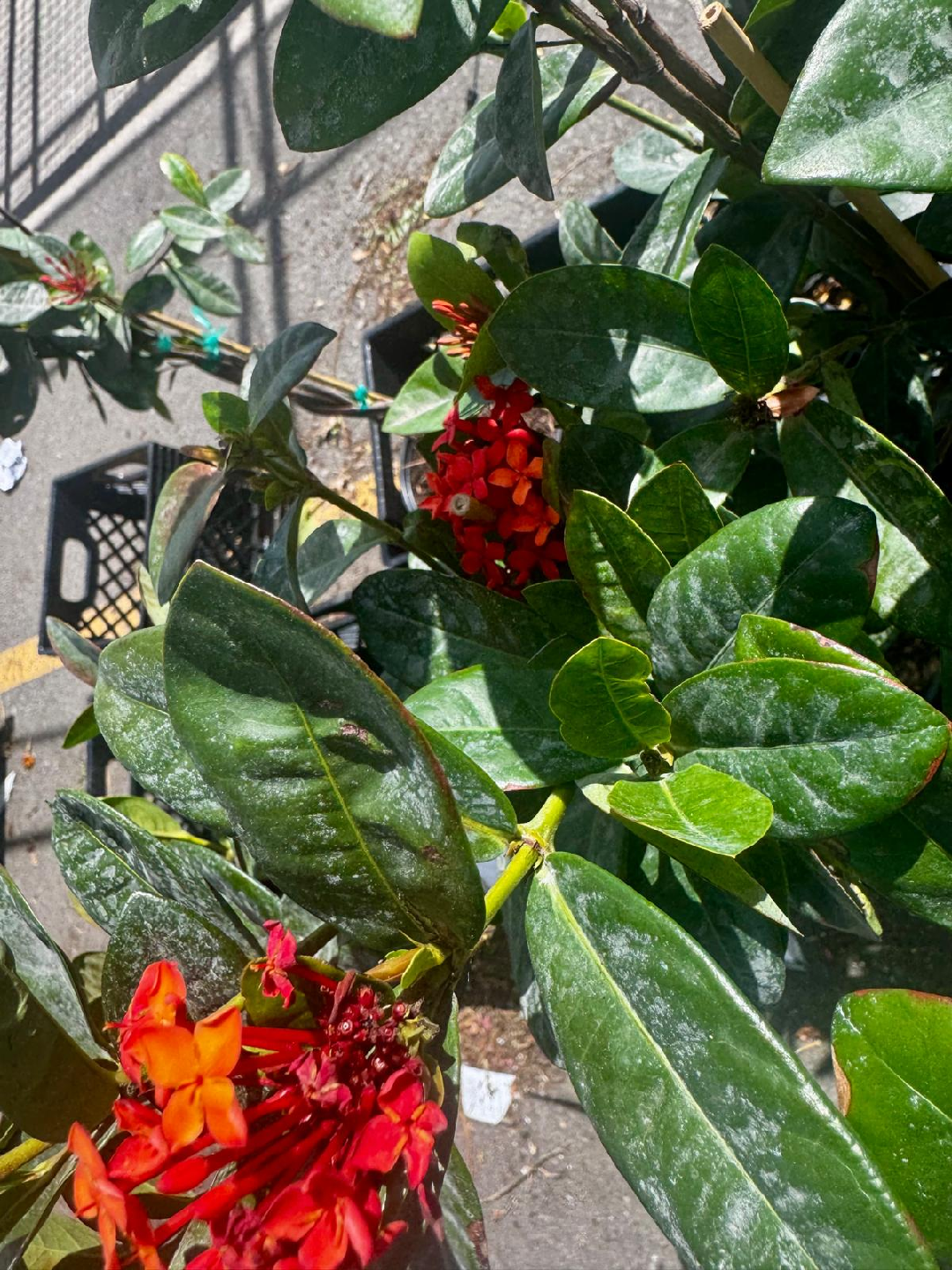 Ixora Plant with Orange and Red mix Flowers