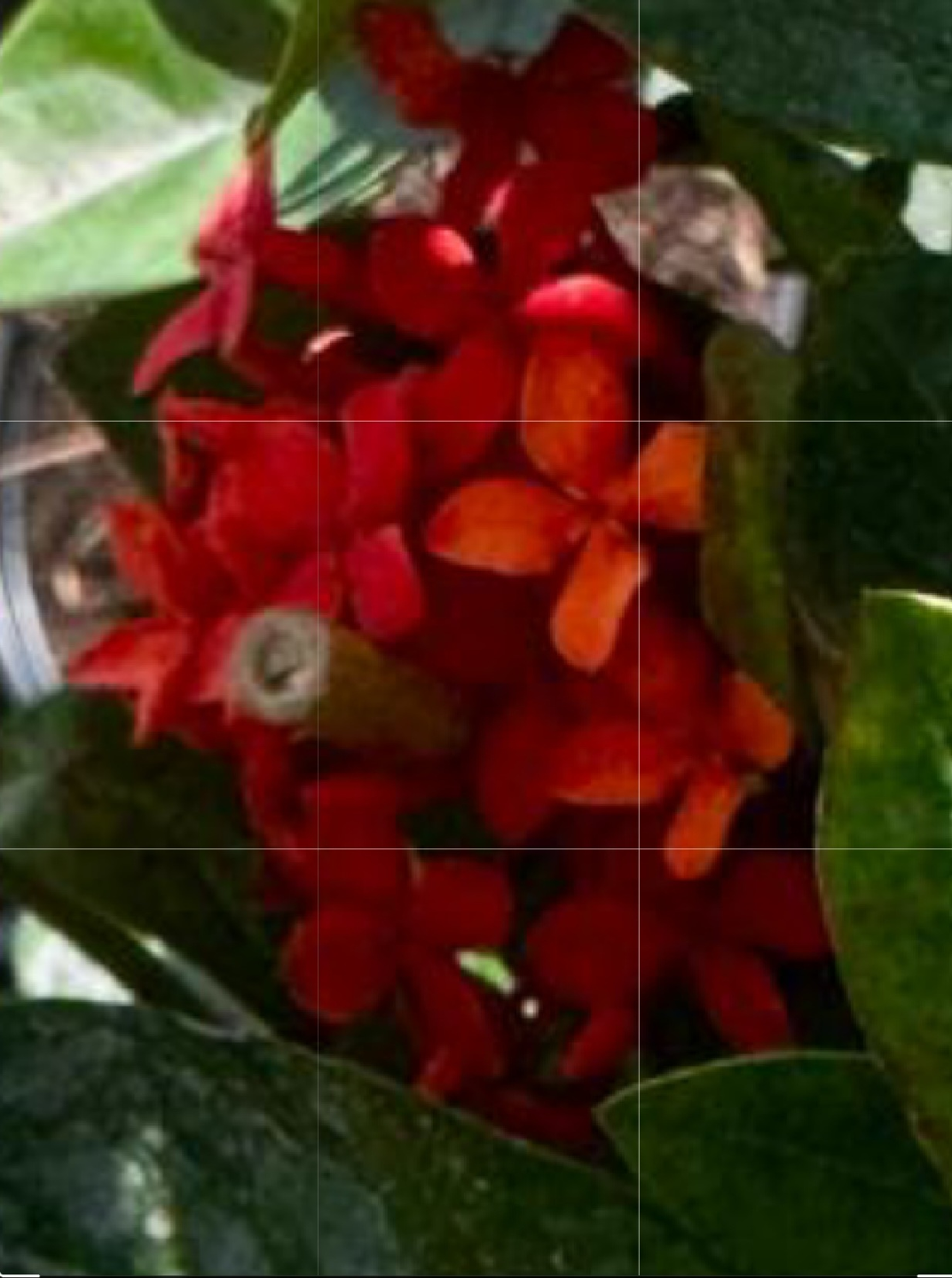 Ixora Plant with Orange and Red mix Flowers - photo 3