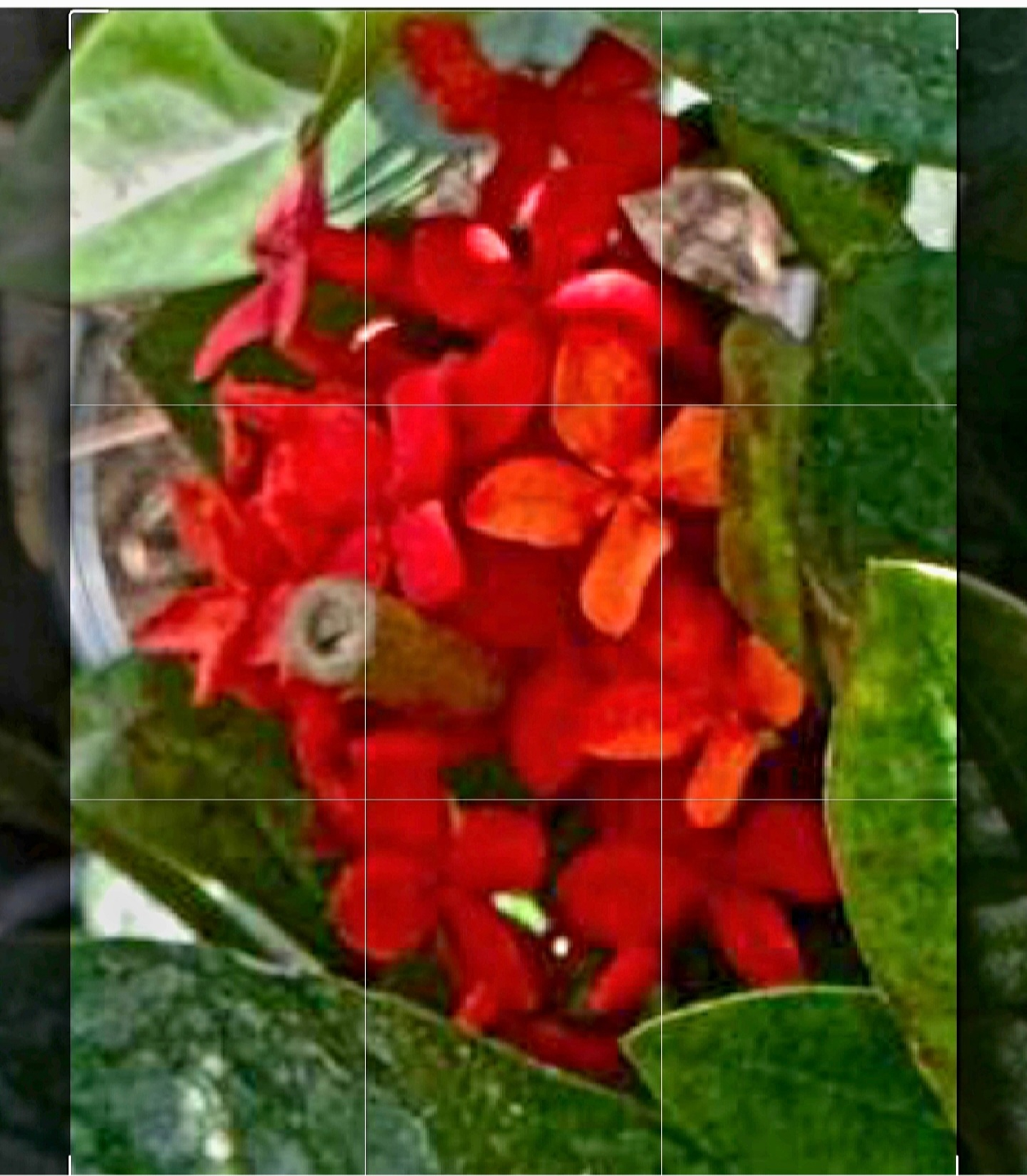 Ixora Plant with Orange and Red mix Flowers - photo 4