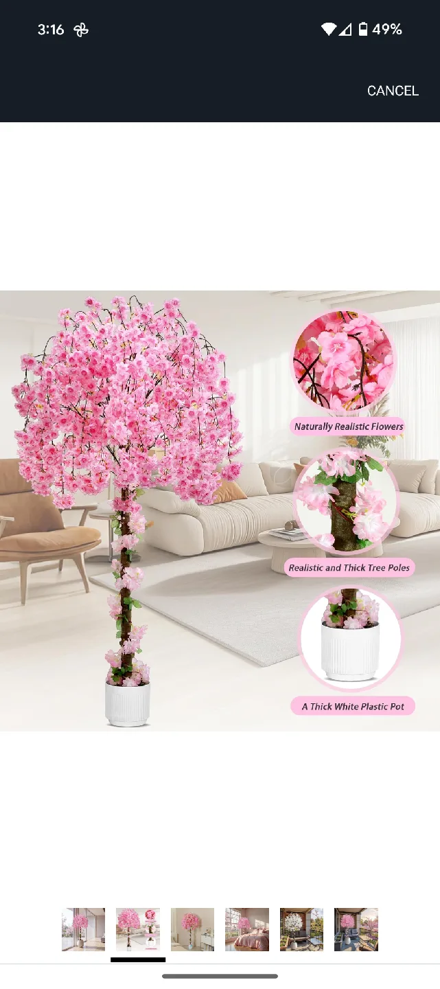Pink Cherry Blossom Tree - 6 feet thumbnail