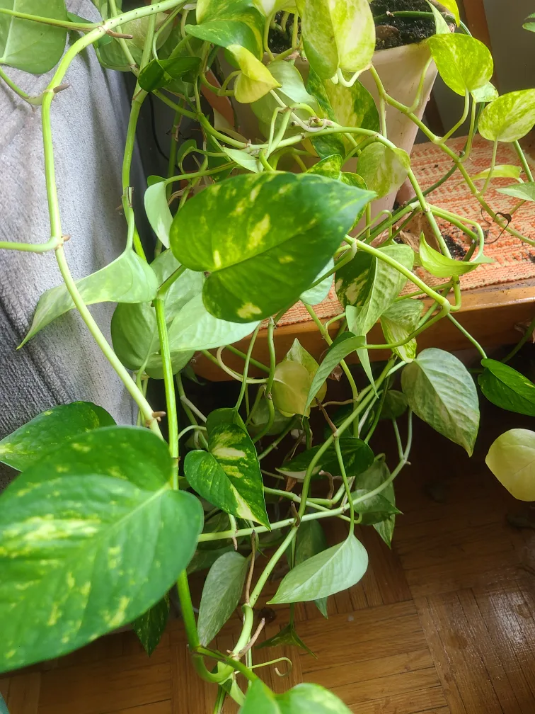 Very large healthy Pothos Plant🥕 thumbnail
