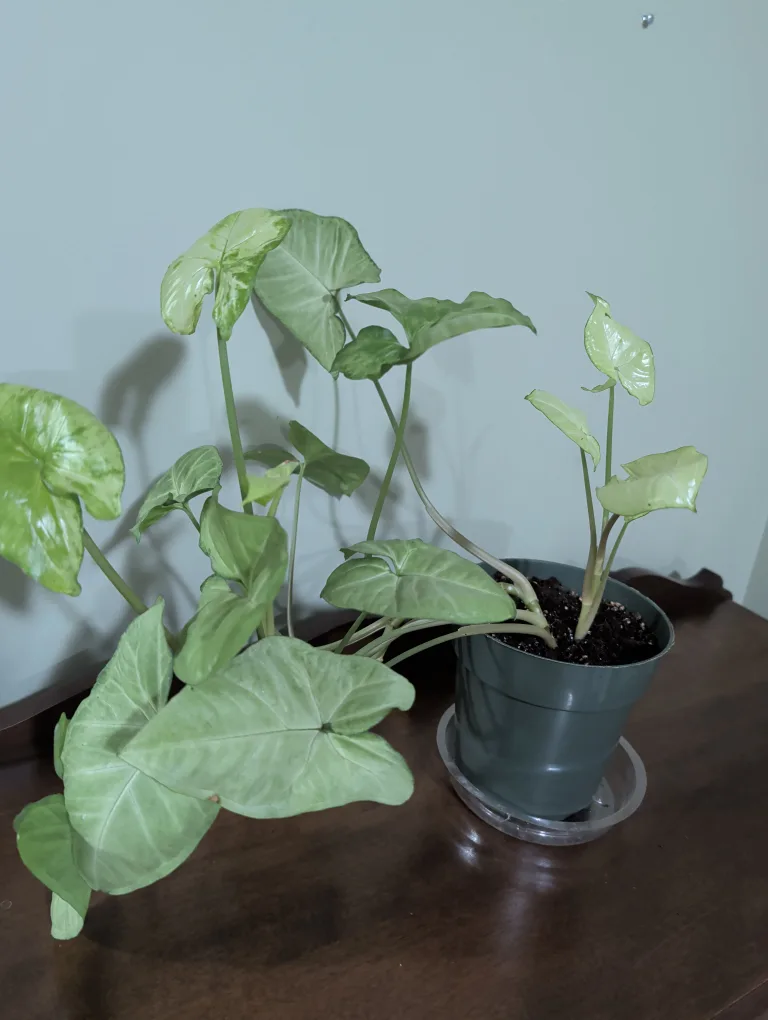 Syngonium Plant image indicator(3)