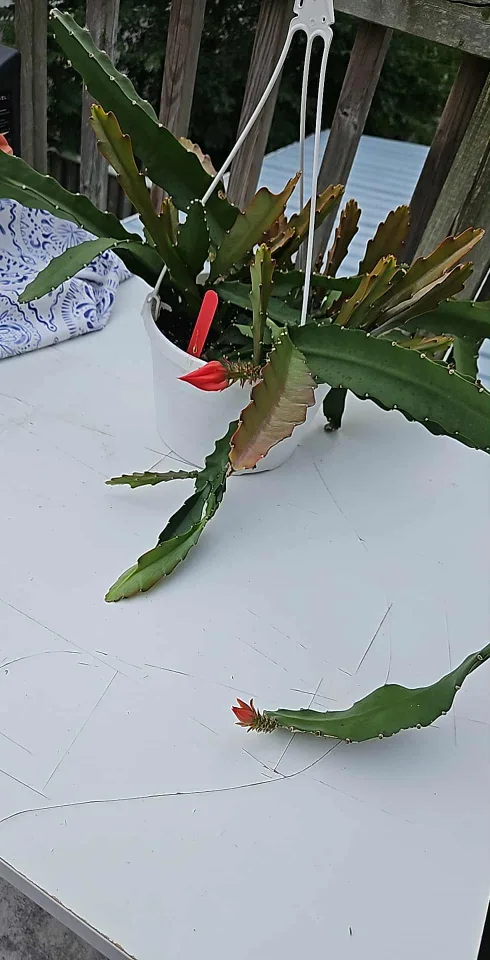 🥕Orchid cactus 8"hanging image indicator(2)