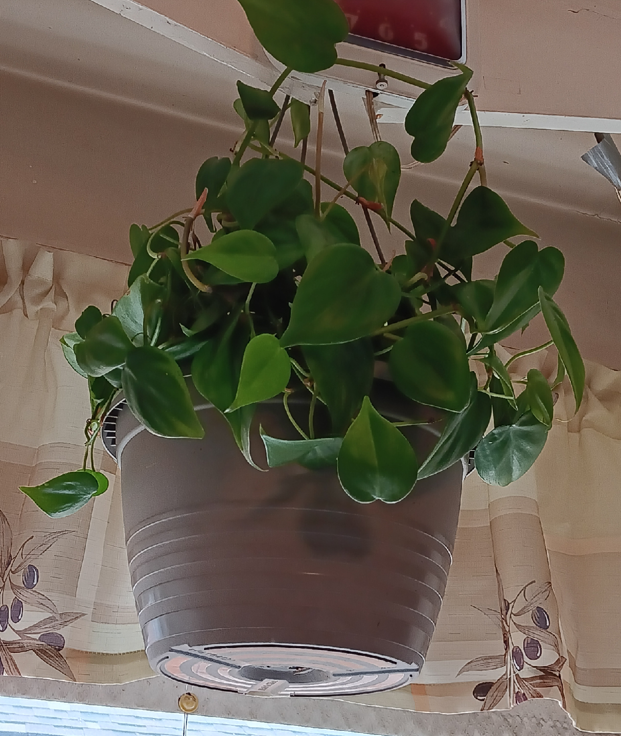 Potted Heartleaf Philodendron