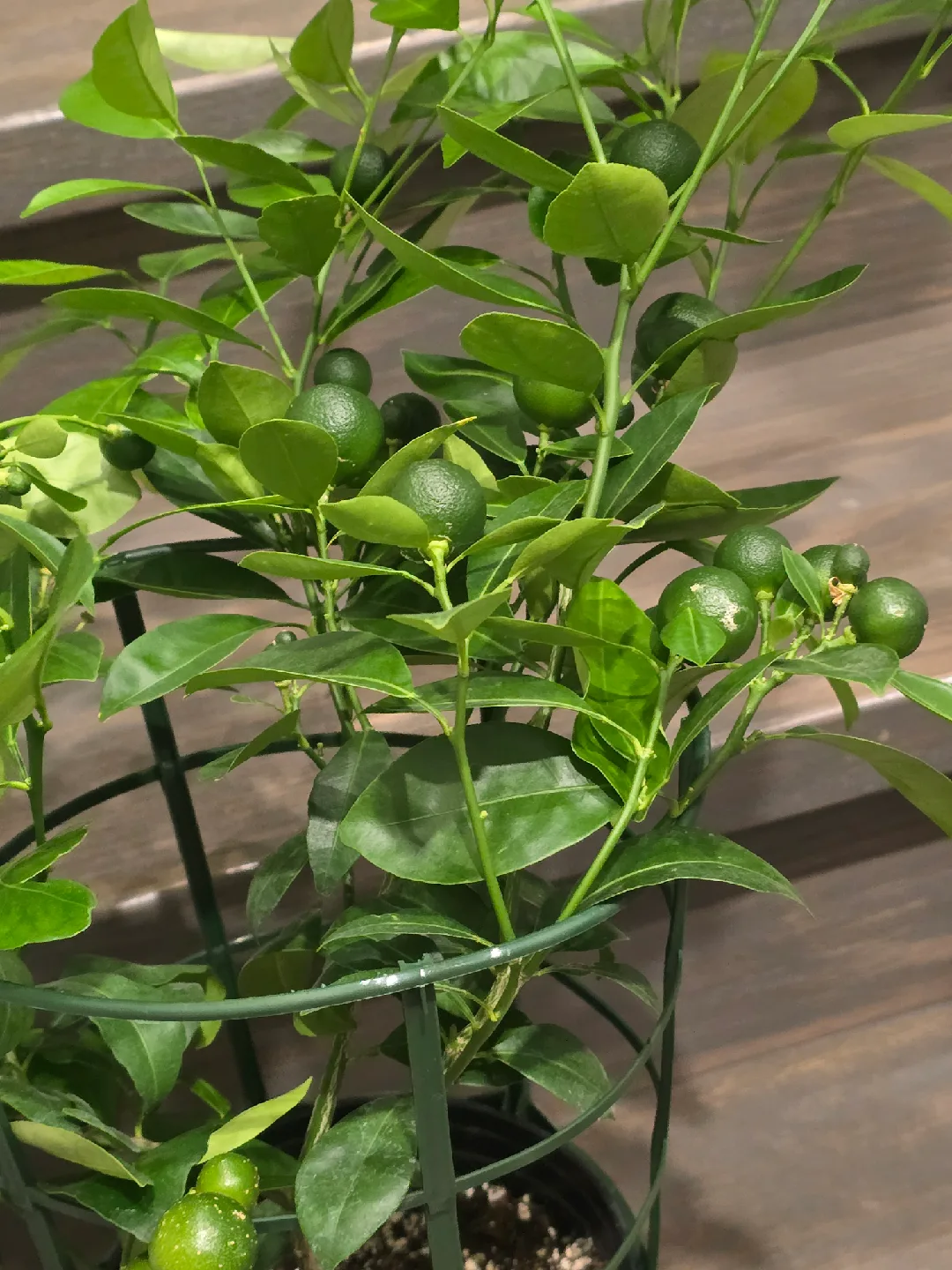 calamondin orange tree image indicator(8)