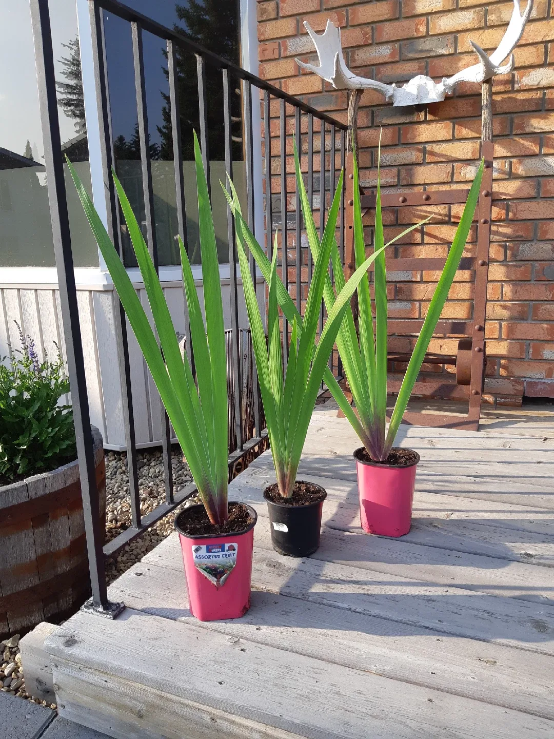 bearded Irises (perennial) thumbnail