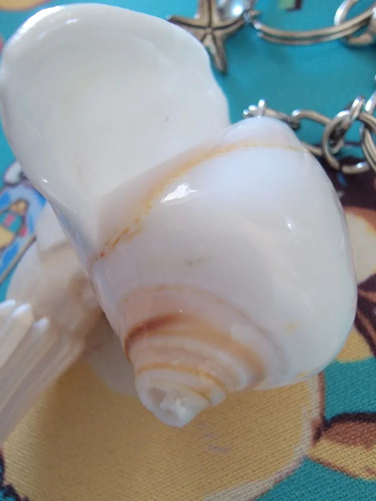 Seashell and Squid Keychain image indicator(3)