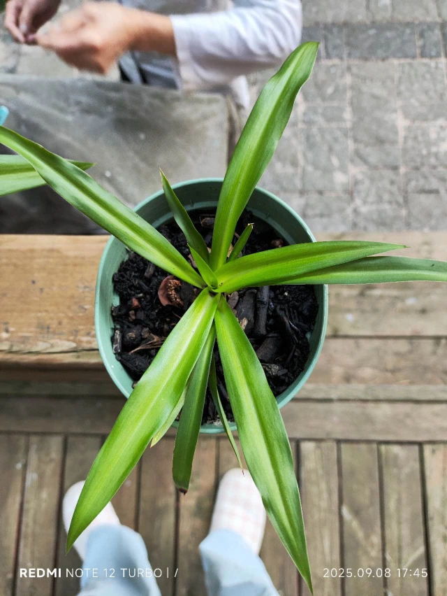 Spider Plant in 4" Pot - photo 2
