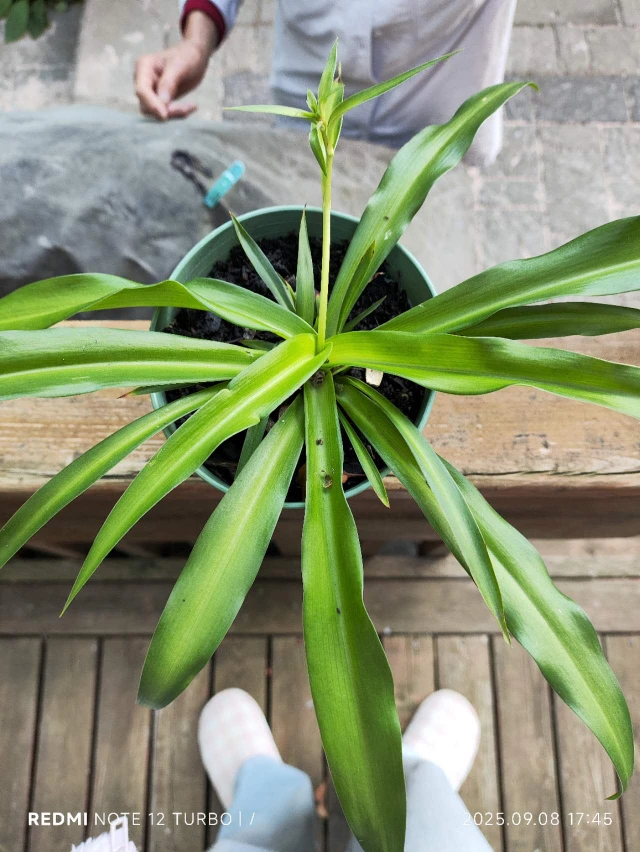 Spider Plant in 4" Pot - photo 3