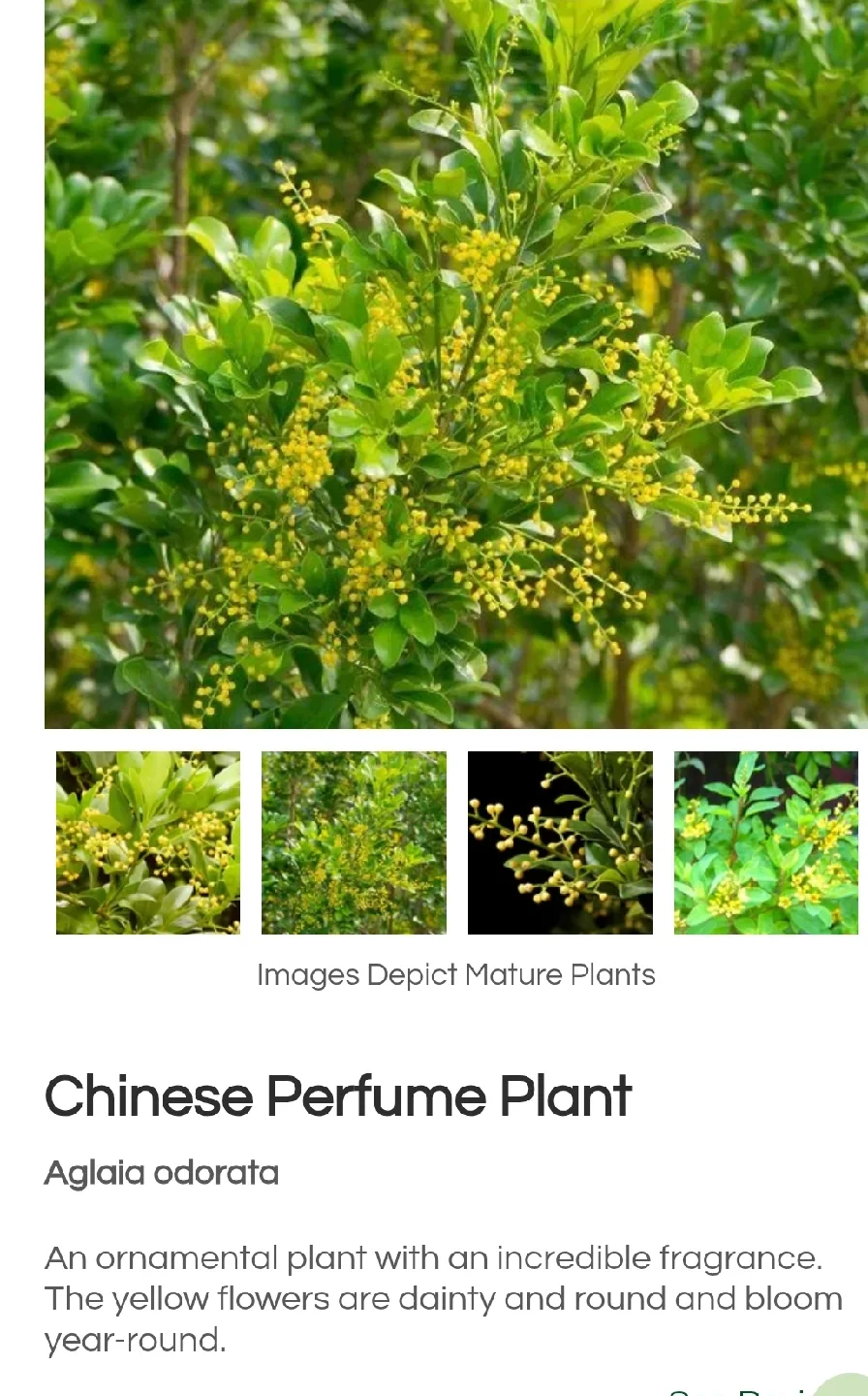 Chinese perfume tree image indicator(10)