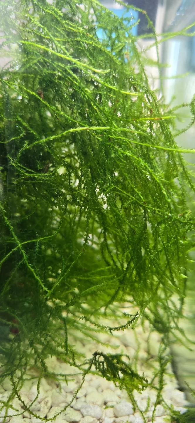Christmas Moss Aquarium Plant thumbnail