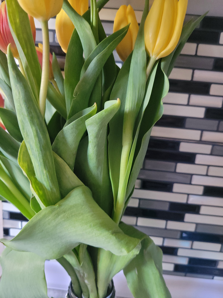 tulip plant🥕