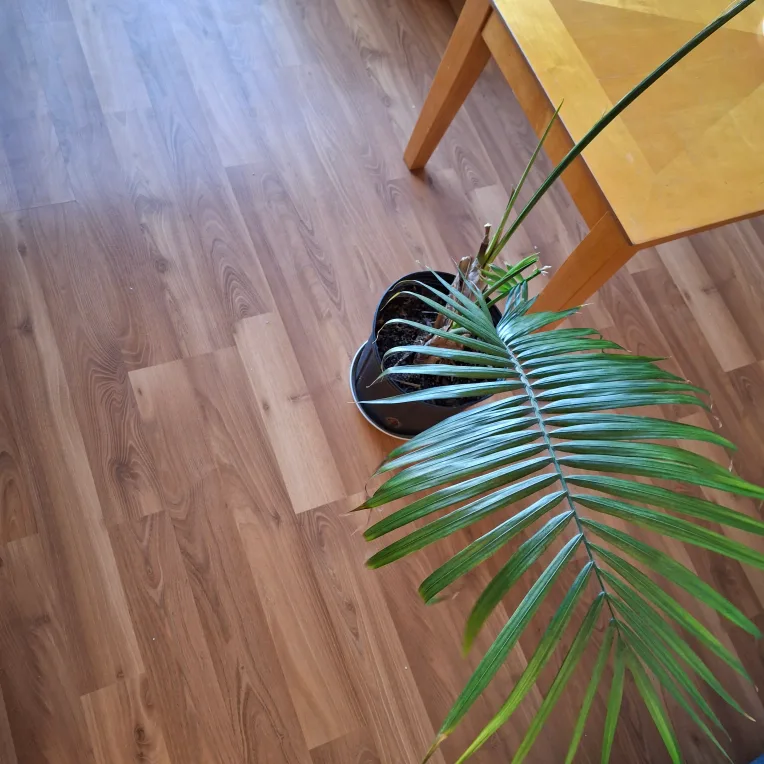 Majesty Palm Houseplant thumbnail