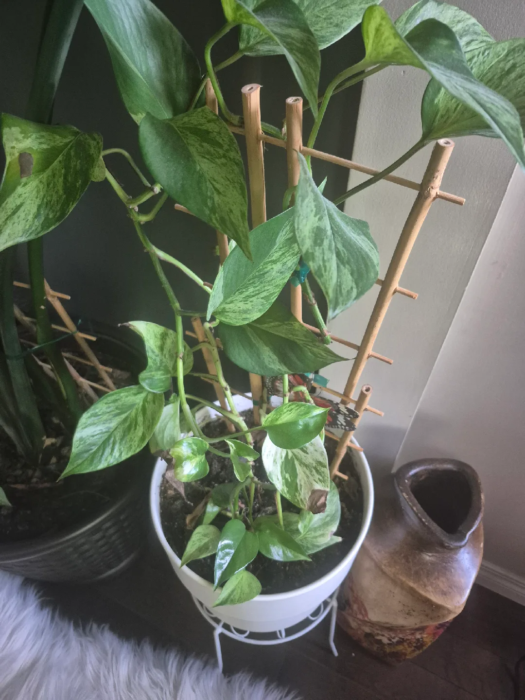 pothos plants 🥕 image indicator(3)