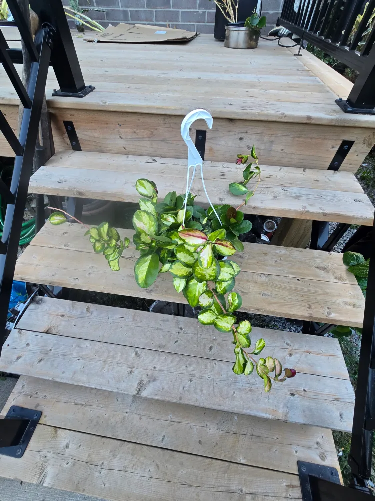 Hoya Australia Lisa variegated 8"hanging baskets image indicator(3)