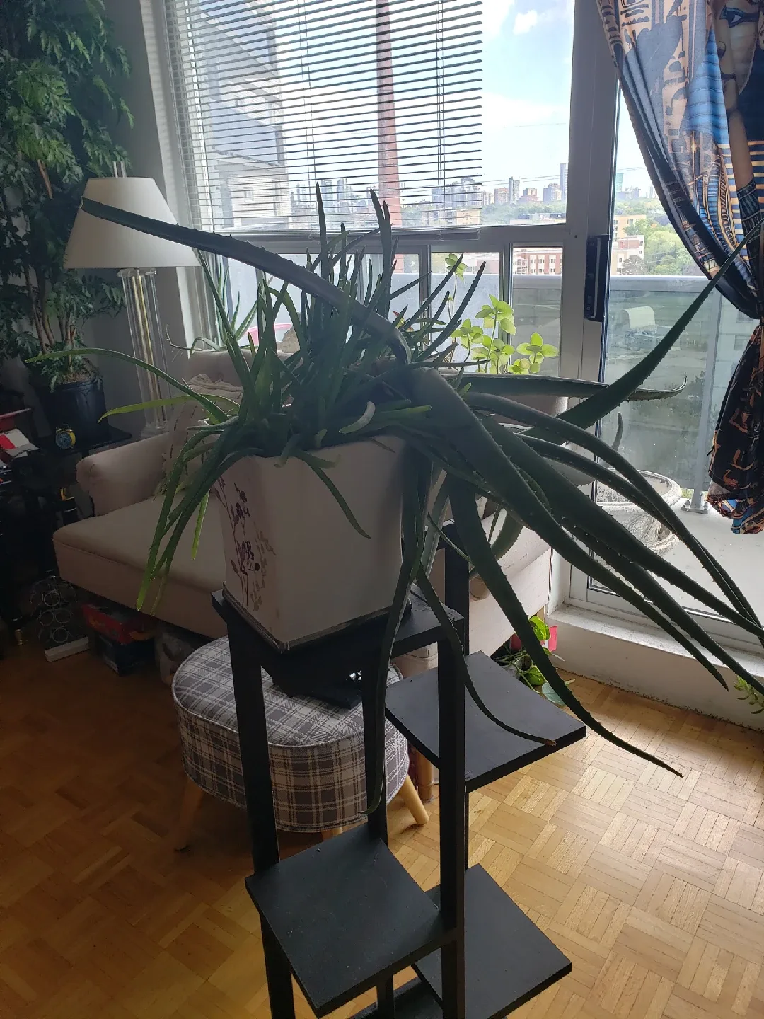 Aloe Vera Plant image indicator(4)