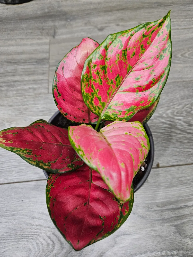 🥕Aglaonema Plant red beauty thumbnail