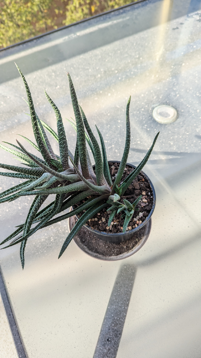 Potted Haworthia Fasciata Succulent