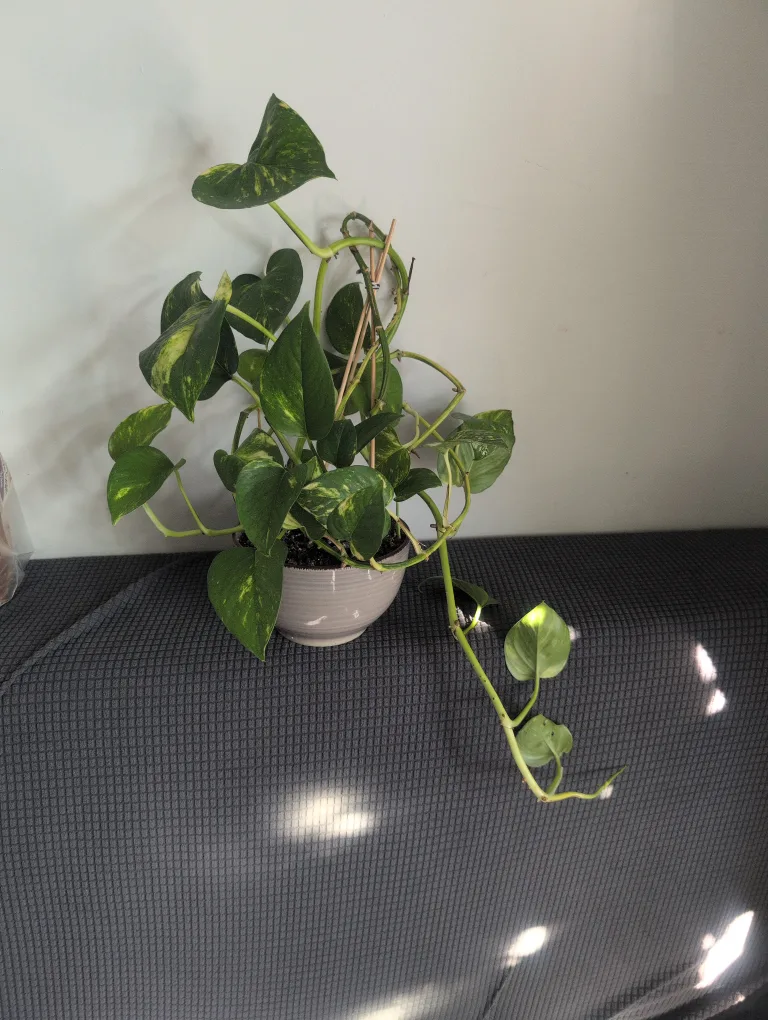 Pothos Plant 🥕 thumbnail