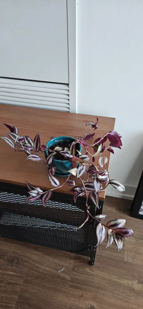 Small Plant with pot thumbnail