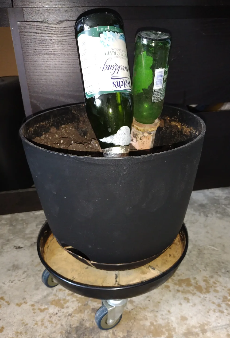 12" Black Planter with 12" Plant Caddy and Terracotta Spikes 🥕 image indicator(2)