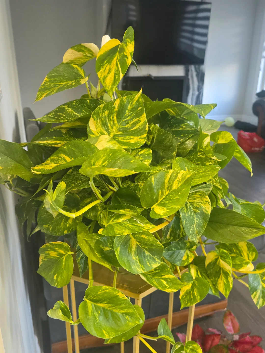 Golden Pothos Plant 8"hanging baskets image indicator(4)