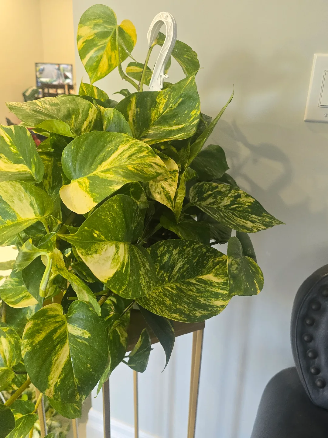 Golden Pothos Plant 8"hanging baskets image indicator(5)