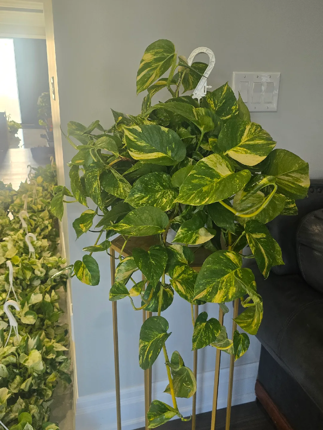 Golden Pothos Plant 8"hanging baskets image indicator(7)