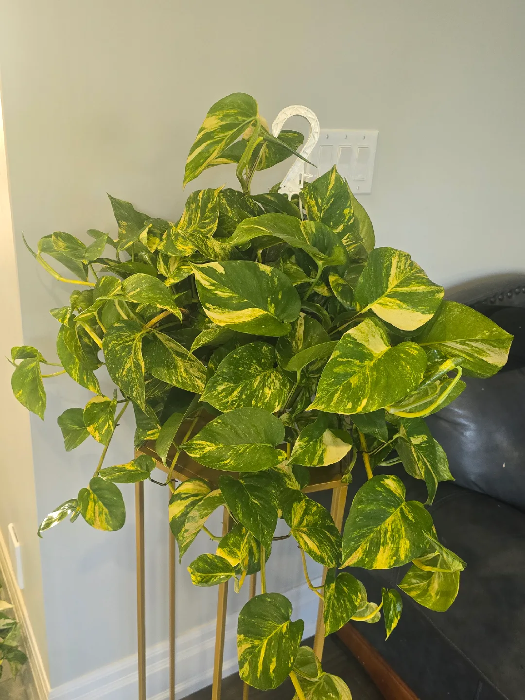 Golden Pothos Plant 8"hanging baskets image indicator(8)