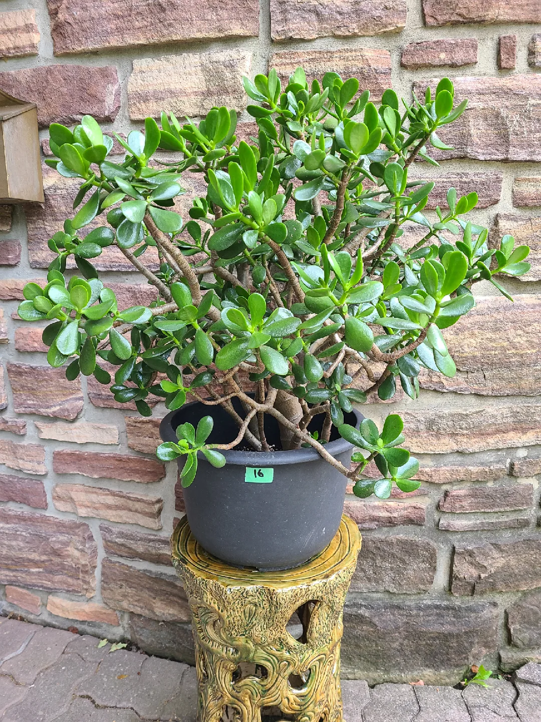 Large Jade Plant #16 image indicator(2)