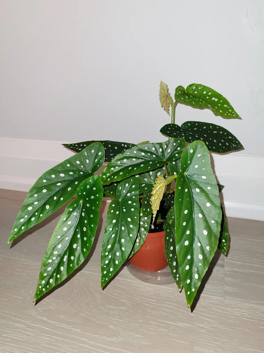3 Pots of Polka Dot Begonia thumbnail